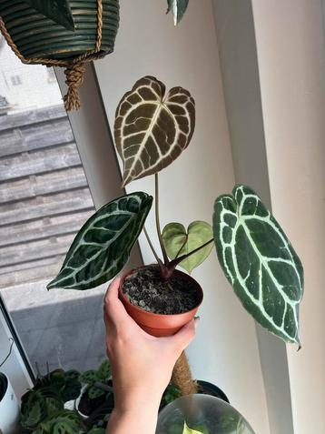 Anthurium Crystallinum Dark Form beschikbaar voor biedingen