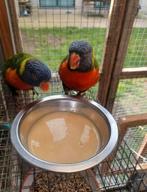 Koppel Lori van de blauwe bergen, Dieren en Toebehoren, Vogels | Parkieten en Papegaaien