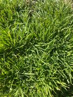 Gras op stam gezocht, Zakelijke goederen, Ophalen