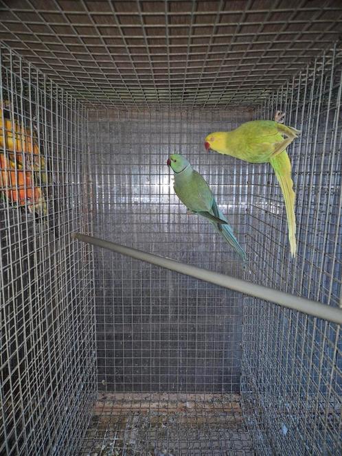 Te koop: Halsbandparkiet/halsbandparkiet, Dieren en Toebehoren, Vogels | Parkieten en Papegaaien, Parkiet