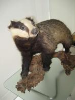 opgezette das, Ophalen of Verzenden