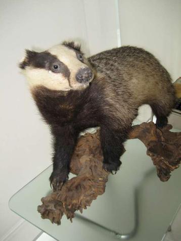 opgezette das  beschikbaar voor biedingen