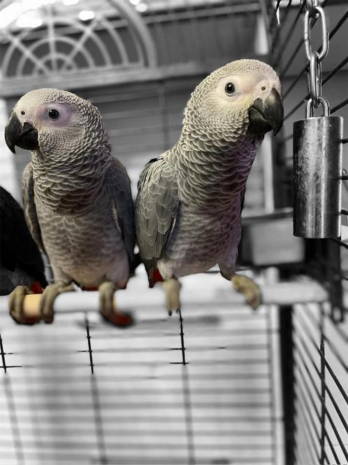 Grijs roodstart 3 maande Tam, Dieren en Toebehoren, Vogels | Parkieten en Papegaaien, Papegaai, Mannelijk, Pratend, Tam, Geringd