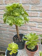 Aeonium vetplant (binnen) diverse formaten van 2 tot 20€., Ophalen