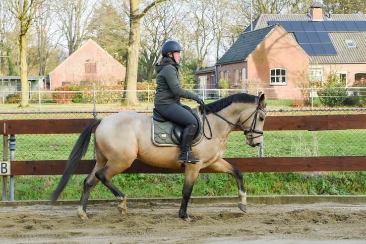 Brave 3,5 jarige E-pony dressuurpony springpony CLEAN X-RAYS, Animaux & Accessoires, Chevaux, Étalon, Débourré, Moins de 160 cm