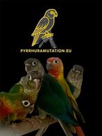 Pyrrhura molinea, Dieren en Toebehoren, Vogels | Parkieten en Papegaaien