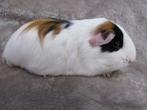 Mooie opgroeiende zeug, Vrouwelijk, Cavia