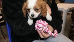 cavalier king charles spaniel puppy's 18/02/24, Animaux & Accessoires, Chiens | Chihuahuas & Chiens de compagnie, Parvovirose