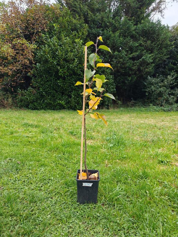 BIO laagstam appelbomen in pot, zeer resistent en lekker, Jardin & Terrasse, Plantes | Arbres fruitiers, Pommier, 100 à 250 cm