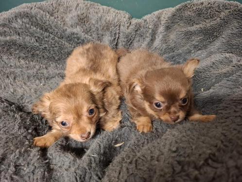 Chihuahua pups