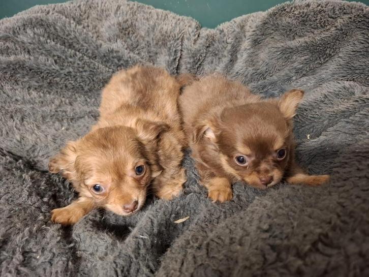 Chihuahua pups, Dieren en Toebehoren, Honden | Chihuahua's en Gezelschapshonden, Meerdere dieren, Chihuahua, Fokker | Professioneel