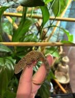 Kameleon gekko / Eurydactilodes agricolae
