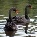 gevraagd zwarte zwanen, Dieren en Toebehoren, Meerdere dieren, Gans of Zwaan