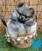 Supermooie Pomeriaan pups!, Dieren en Toebehoren, 15 weken tot 1 jaar, Buitenland, CDV (hondenziekte), Meerdere