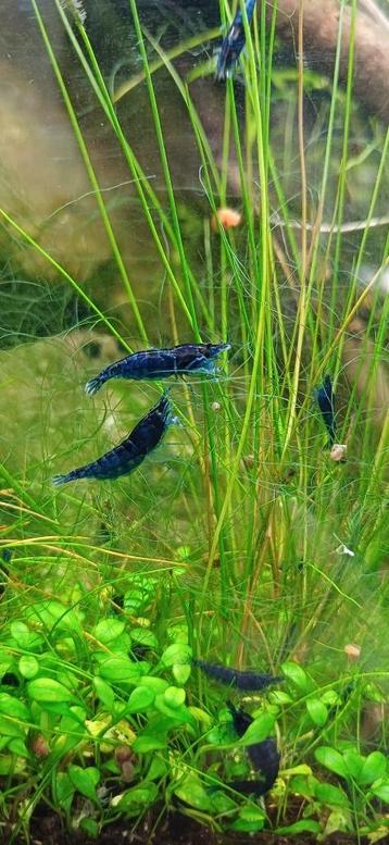 High grade Blue Sapphire Neo SPOTPRIJS beschikbaar voor biedingen