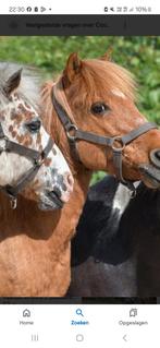 Ponys paarden of ezel gezocht, Dieren en Toebehoren