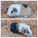 Us teddy cavia's. Cavia. Cavia's, Dieren en Toebehoren, Knaagdieren, Juli, Cavia