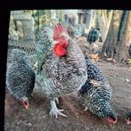 Mechelse koekoek broedeieren, Dieren en Toebehoren