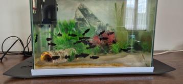 Black molly's