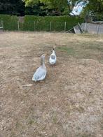 Steinbacher gans, Dieren en Toebehoren, Pluimvee