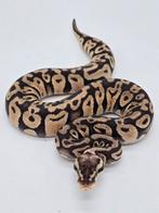 Koningspython Super Pastel 66% het Clown, Dieren en Toebehoren, Reptielen en Amfibieën, Slang, 0 tot 2 jaar, Tam