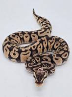 Python regius Super pastel 66% het clown, Animaux & Accessoires, Reptiles & Amphibiens, Serpent, Domestique, 0 à 2 ans