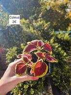 Coleus, Maison & Meubles, Plantes d'intérieur, En pot, Enlèvement ou Envoi, Plante à fleurs, Moins de 100 cm