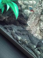 Antracitus algeneter te koop 4-5cm, Dieren en Toebehoren, Vis