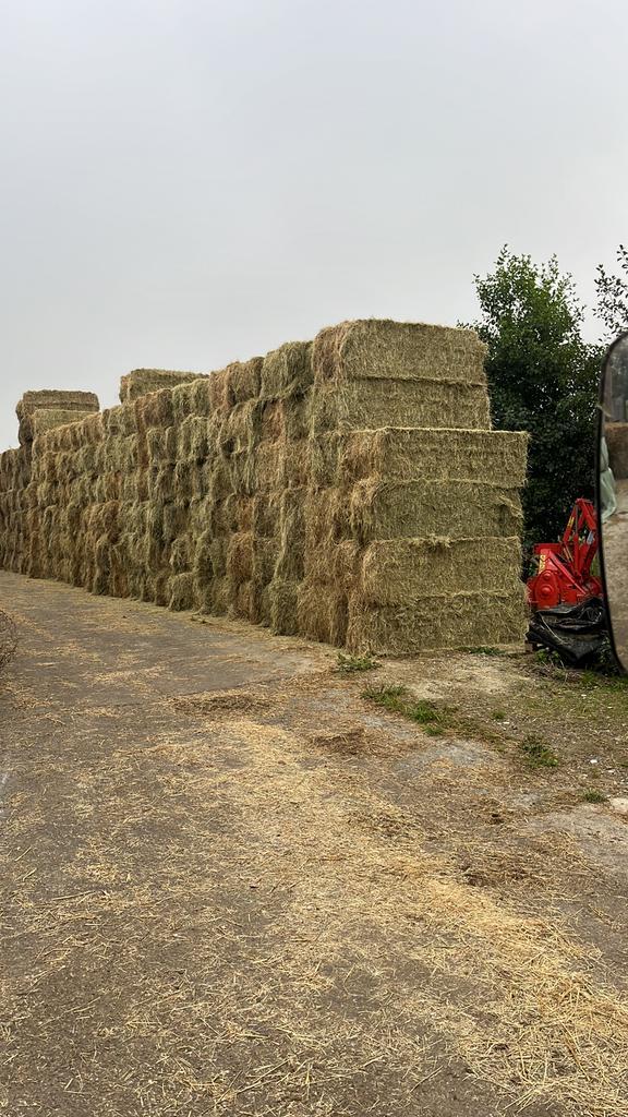 Hooi top kwaliteit, Dieren en Toebehoren, Dierenvoeding, Overige soorten, Ophalen