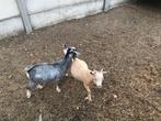 Dwerggeiten, Dieren en Toebehoren, Meerdere dieren, Geit, 0 tot 2 jaar