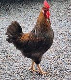 Haan, Dieren en Toebehoren