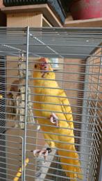 Halsbandparket ., Dieren en Toebehoren, Geslacht onbekend