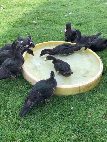 Canards de barbarie dernier couple disponible aux enchères