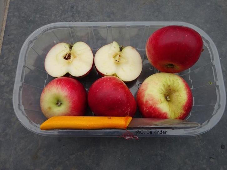 Laagstam appelbomen, Tuin en Terras, Planten | Fruitbomen, Appelboom, 100 tot 250 cm, Halfschaduw, Lente, Ophalen