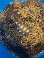 Tortue charbonnière, Animaux & Accessoires, Reptiles & Amphibiens, Tortue