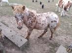 Shetlandpony veulen - hengst, Dieren en Toebehoren, Hengst, Gechipt