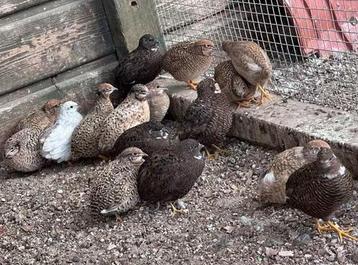 Chinese dwergkwartels verschillende kleuren beschikbaar voor biedingen
