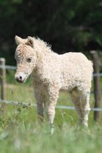 Mini chevaux frisés Amha super spéciaux