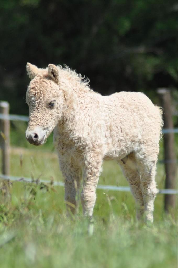 Mini chevaux frisés Amha super spéciaux, Animaux & Accessoires, Poneys