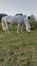 Mooie volbloed merrie, Dieren en Toebehoren, Merrie, 11 jaar of ouder, Recreatiepony, D pony (1.37m tot 1.48m)