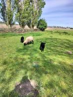 Schaap clun Forest met 2 lammers, Mouton, Femelle, 0 à 2 ans
