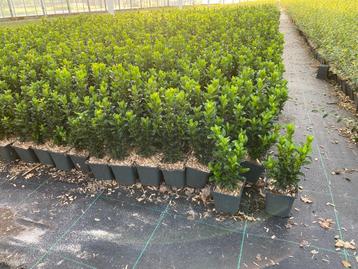 Euonymus Japonicus Green Spire beschikbaar voor biedingen
