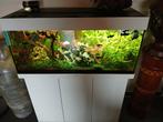 Aquarium 180, compleet met inrichting, toebehoren en vissen, Enlèvement, Comme neuf, Aquarium d'eau douce rempli