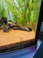 Endler guppen, Dieren en Toebehoren, Vis, Zoetwatervis