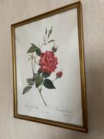 Foto kader met rozen, Ophalen, Zo goed als nieuw
