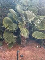 Palmboom Trachycarpus wagnerianus - Wagnerpalm, Tuin en Terras, Planten | Bomen, Ophalen, Palmboom, 100 tot 250 cm