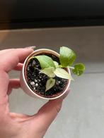 Alocasia gageana albo variegata, Huis en Inrichting, Ophalen of Verzenden