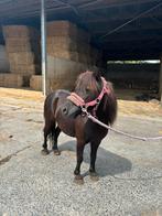 2 Shetlanders, Dieren en Toebehoren, Merrie, Gechipt, 11 jaar of ouder