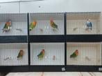 fischeries DNA gesext met attest, Mannelijk, Dwergpapegaai of Agapornis, Geringd