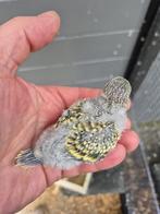 Grasparkieten  voor handopfok, Dieren en Toebehoren, Vogels | Overige Vogels